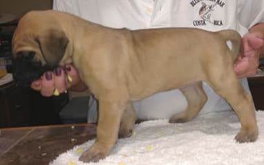Pup 4 Fawn Girl Phase Keoke, photo 19