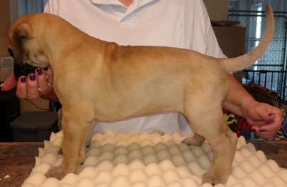 Pup 4 Fawn Girl Phase Keoke, photo 13