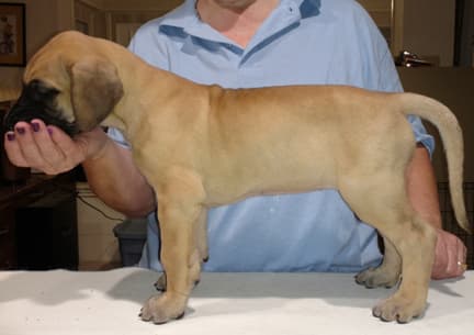 Pup 4 Fawn Girl Phase Keoke, photo 8
