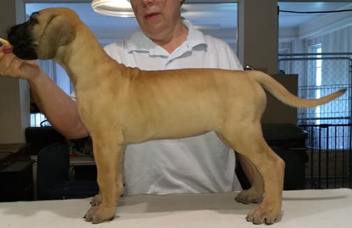 Pup 4 Fawn Girl Phase Keoke, photo 6