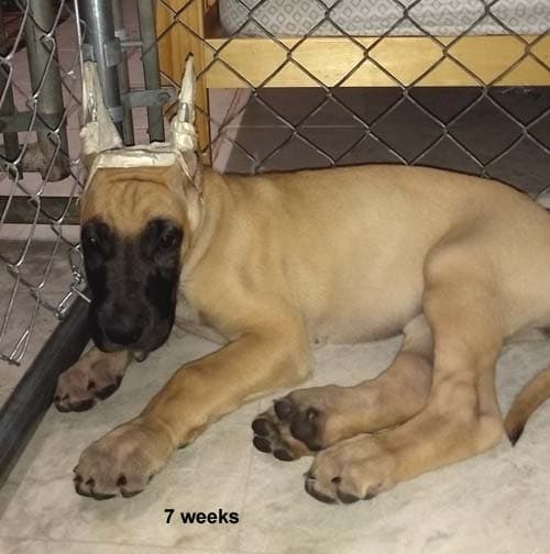 Pup 4 Fawn Girl Phase Keoke, photo 1