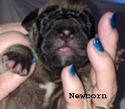 Pup 5 Fawn Boy Phase Keoke, photo 33