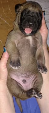 Pup 5 Fawn Boy Phase Keoke, photo 32