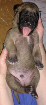 Pup 5 Fawn Boy Phase Keoke, photo 31