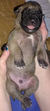 Pup 5 Fawn Boy Phase Keoke, photo 30
