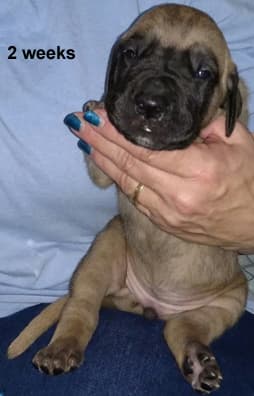 Pup 5 Fawn Boy Phase Keoke, photo 23