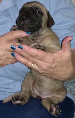 Pup 5 Fawn Boy Phase Keoke, photo 24