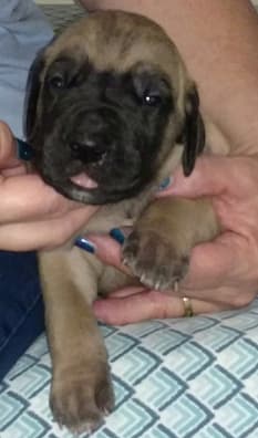 Pup 5 Fawn Boy Phase Keoke, photo 25