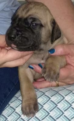 Pup 5 Fawn Boy Phase Keoke, photo 26