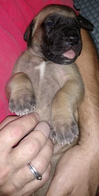 Pup 5 Fawn Boy Phase Keoke, photo 27