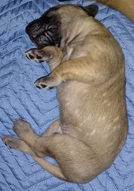 Pup 5 Fawn Boy Phase Keoke, photo 28