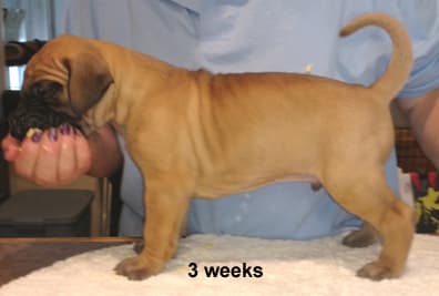 Pup 5 Fawn Boy Phase Keoke, photo 18
