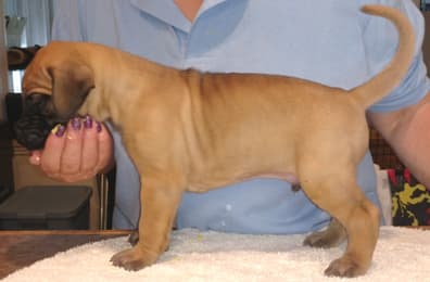 Pup 5 Fawn Boy Phase Keoke, photo 19