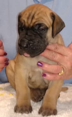 Pup 5 Fawn Boy Phase Keoke, photo 21