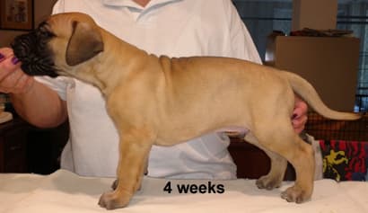 Pup 5 Fawn Boy Phase Keoke, photo 13