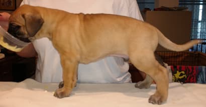 Pup 5 Fawn Boy Phase Keoke, photo 15
