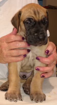 Pup 5 Fawn Boy Phase Keoke, photo 16