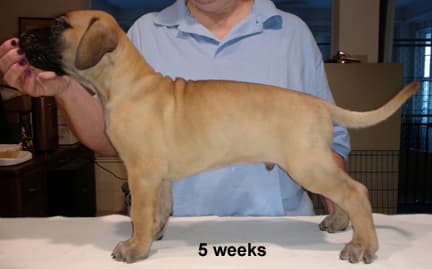 Pup 5 Fawn Boy Phase Keoke, photo 8