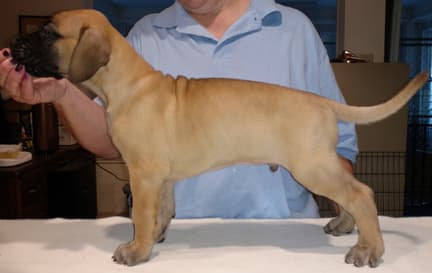 Pup 5 Fawn Boy Phase Keoke, photo 9