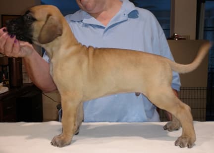 Pup 5 Fawn Boy Phase Keoke, photo 11