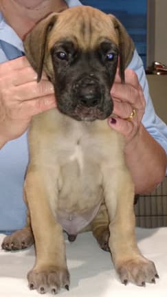 Pup 5 Fawn Boy Phase Keoke, photo 12
