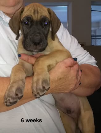 Pup 5 Fawn Boy Phase Keoke, photo 3