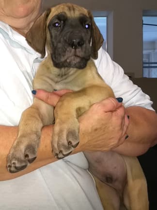 Pup 5 Fawn Boy Phase Keoke, photo 7