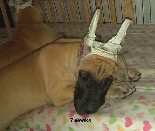 Pup 5 Fawn Boy Phase Keoke, photo 1