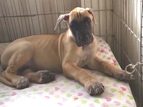 Pup 5 Fawn Boy Phase Keoke, photo 2