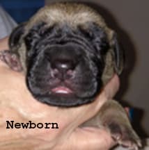 Pup 6 Fawn Boy Phase Keoke, photo 32