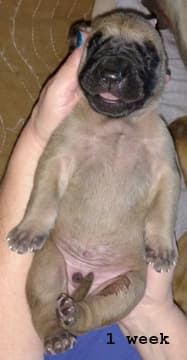 Pup 6 Fawn Boy Phase Keoke, photo 28