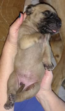 Pup 6 Fawn Boy Phase Keoke, photo 29