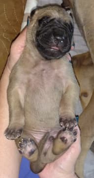 Pup 6 Fawn Boy Phase Keoke, photo 30
