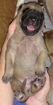 Pup 6 Fawn Boy Phase Keoke, photo 31