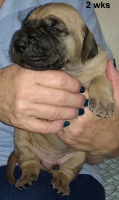 Pup 6 Fawn Boy Phase Keoke, photo 21