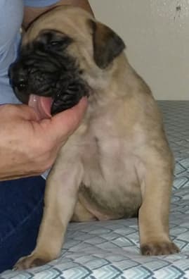 Pup 6 Fawn Boy Phase Keoke, photo 22