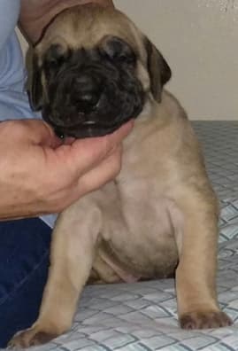 Pup 6 Fawn Boy Phase Keoke, photo 23