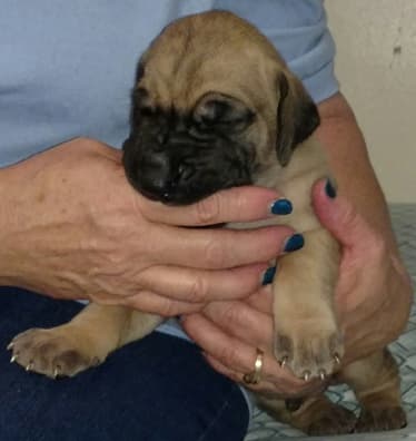 Pup 6 Fawn Boy Phase Keoke, photo 25