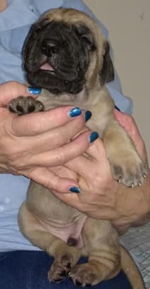 Pup 6 Fawn Boy Phase Keoke, photo 26