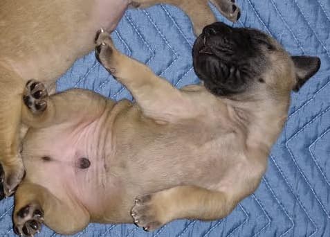 Pup 6 Fawn Boy Phase Keoke, photo 27