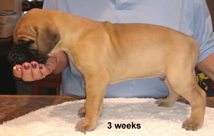Pup 6 Fawn Boy Phase Keoke, photo 16