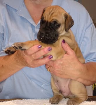 Pup 6 Fawn Boy Phase Keoke, photo 17