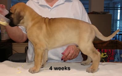 Pup 6 Fawn Boy Phase Keoke, photo 11