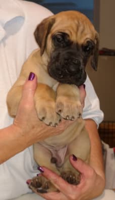 Pup 6 Fawn Boy Phase Keoke, photo 12