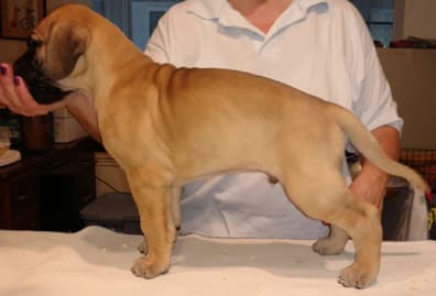 Pup 6 Fawn Boy Phase Keoke, photo 15