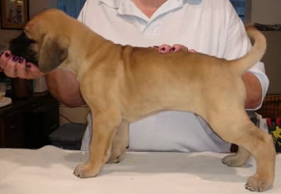 Pup 6 Fawn Boy Phase Keoke, photo 13