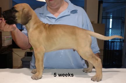 Pup 6 Fawn Boy Phase Keoke, photo 6