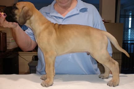 Pup 6 Fawn Boy Phase Keoke, photo 10