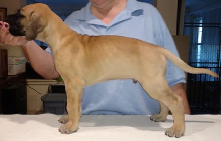 Pup 6 Fawn Boy Phase Keoke, photo 8