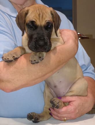 Pup 6 Fawn Boy Phase Keoke, photo 7